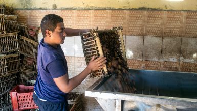 Date production: Egypt’s finest trade coming from its most remote oases