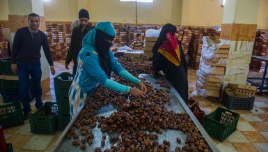 Date production: Egypt’s finest trade coming from its most remote oases