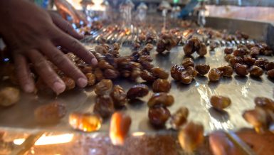 Date production: Egypt’s finest trade coming from its most remote oases