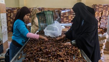 Date production: Egypt’s finest trade coming from its most remote oases