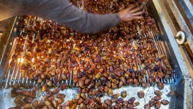 Date production: Egypt’s finest trade coming from its most remote oases