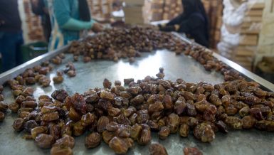 Date production: Egypt’s finest trade coming from its most remote oases