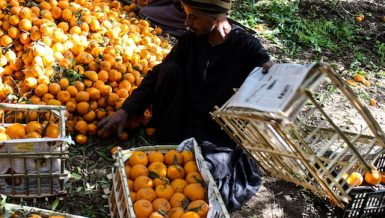 A man sitting near mandarin fruits , in Egypt farm, by doaa nasr5