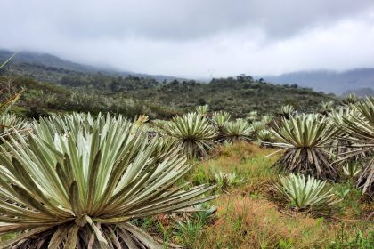 Prehistoric poo reveals ‘waves’ of extinction in Colombia