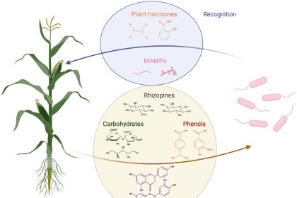 Genetically engineering associations between plants and nitrogen-fixing microbes could lessen dependence on synthetic fertilizer