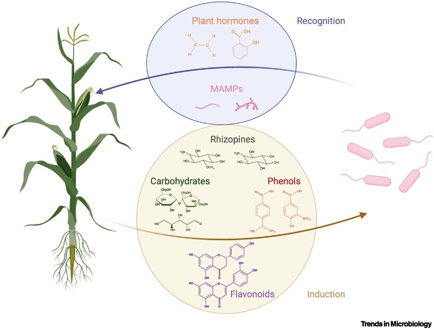 Genetically engineering associations between plants and nitrogen-fixing microbes could lessen dependence on synthetic fertilizer