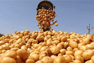 New EU regulation eases path for Egyptian potato exports