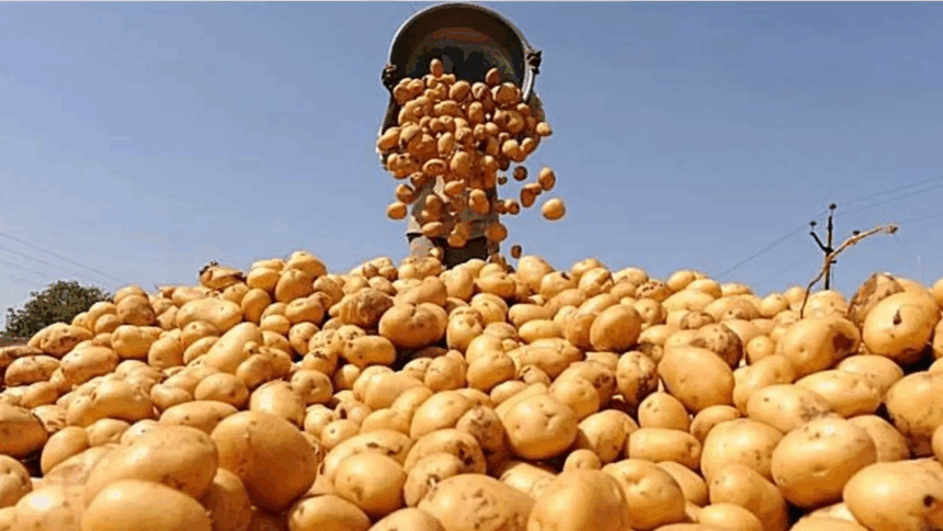 New EU regulation eases path for Egyptian potato exports