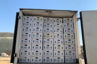 Egypt exports first high-tech potato seeds to Uzbekistan after opening market