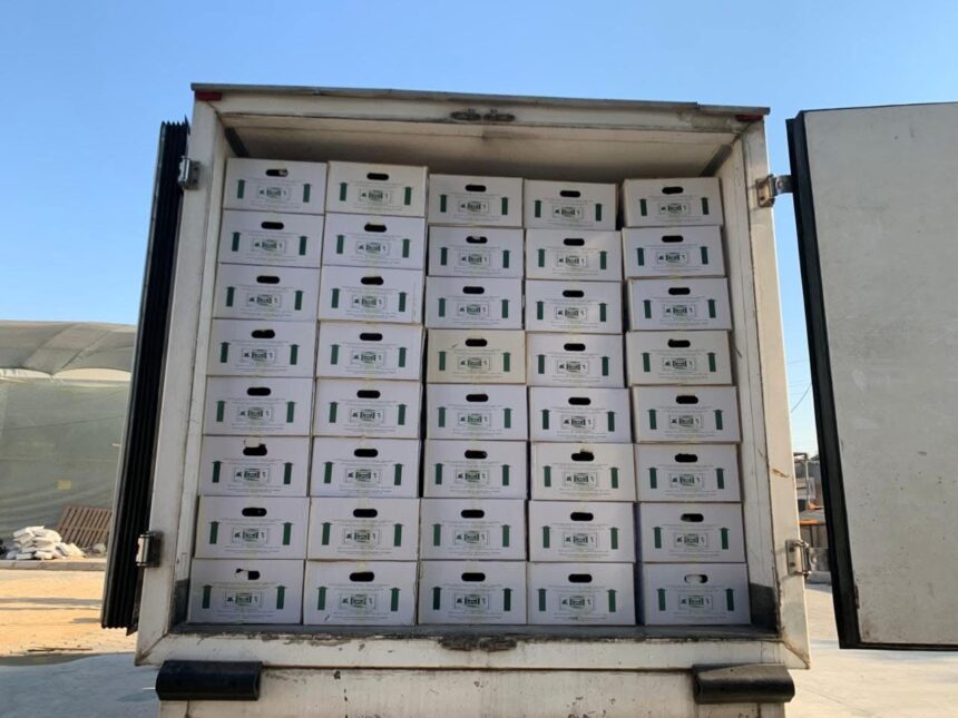 Egypt exports first high-tech potato seeds to Uzbekistan after opening market