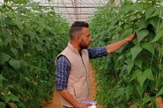 Internet of Things helps fight crop diseases sustainably: Egyptian phytopathologist
