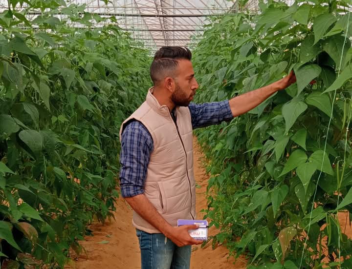 Internet of Things helps fight crop diseases sustainably: Egyptian phytopathologist