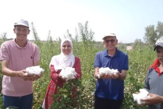 Egypt cultivates cotton in desert conditions for first time in South Sinai