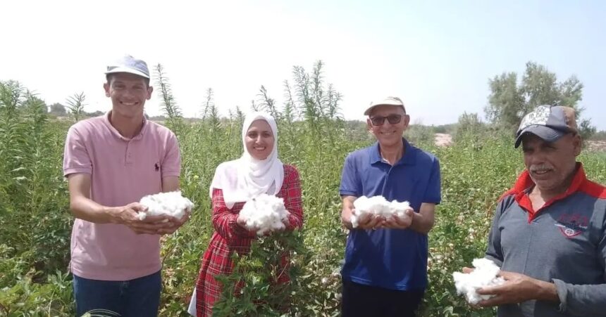 Egypt cultivates cotton in desert conditions for first time in South Sinai