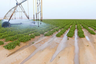 Egypt targets EGP 144.8bn investment in agriculture, irrigation
