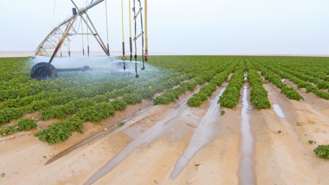 Egypt targets EGP 144.8bn investment in agriculture, irrigation