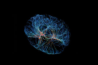 Uruguayan scientists uncover brain cell mechanism vital for memory