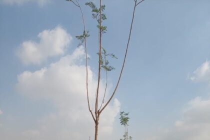 Egypt plants over 18,000 trees in Cairo, Delta in '100 Million Trees' initiative