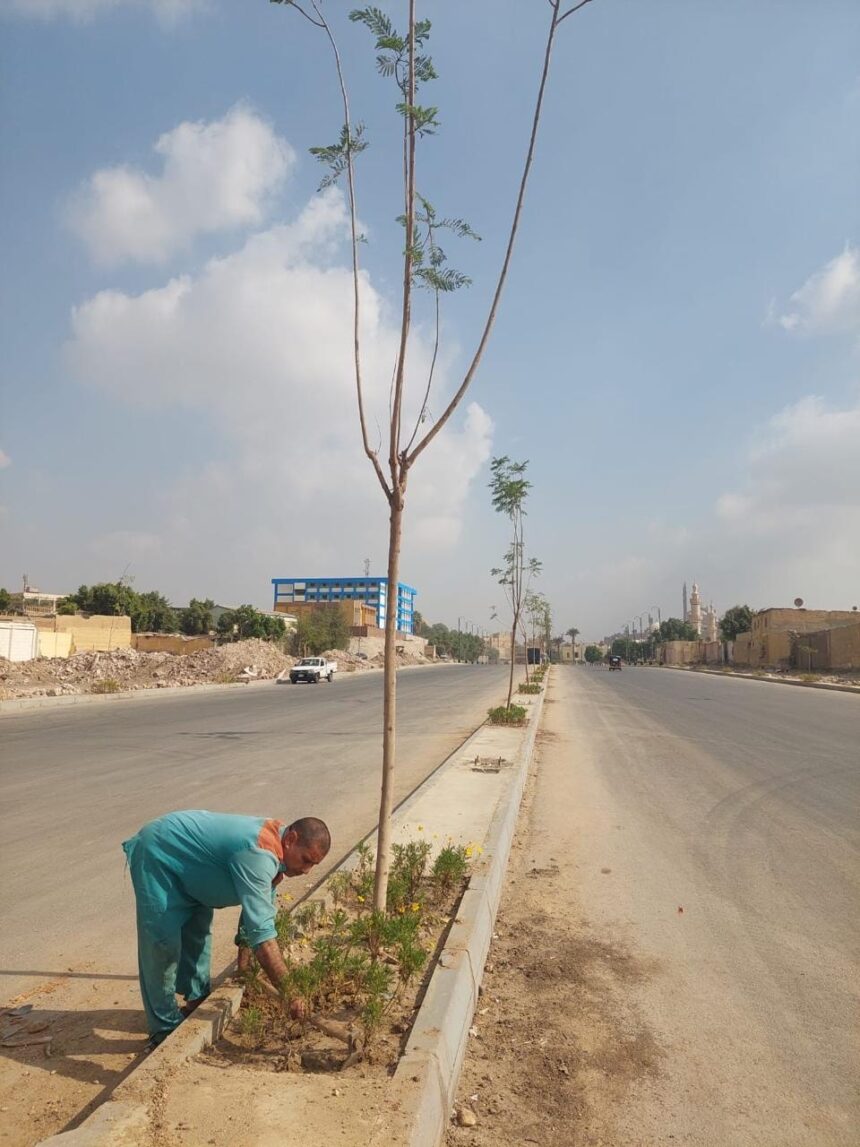 Egypt plants over 18,000 trees in Cairo, Delta in '100 Million Trees' initiative