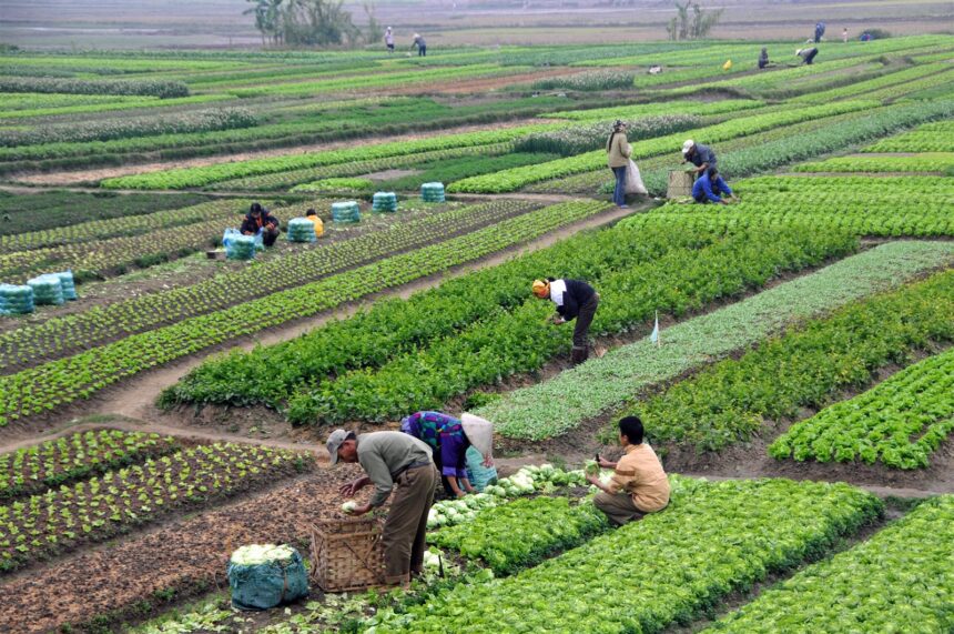 Egypt’s agricultural exports reach 7.5 million tonnes: Minister