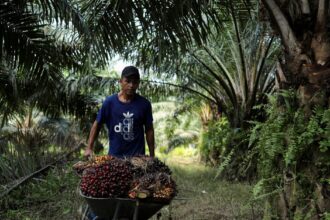 Beyond the Boycott: Inside the Struggle to Rewrite Malaysia’s Palm Oil Narrative