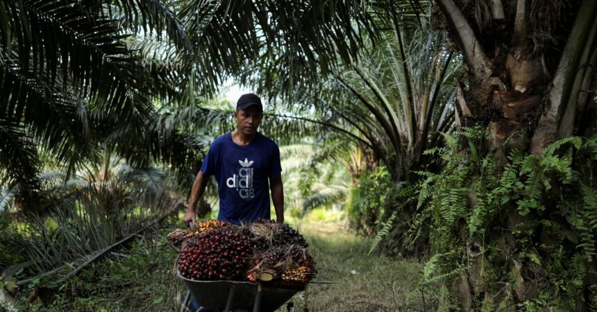 Beyond the Boycott: Inside the Struggle to Rewrite Malaysia’s Palm Oil Narrative