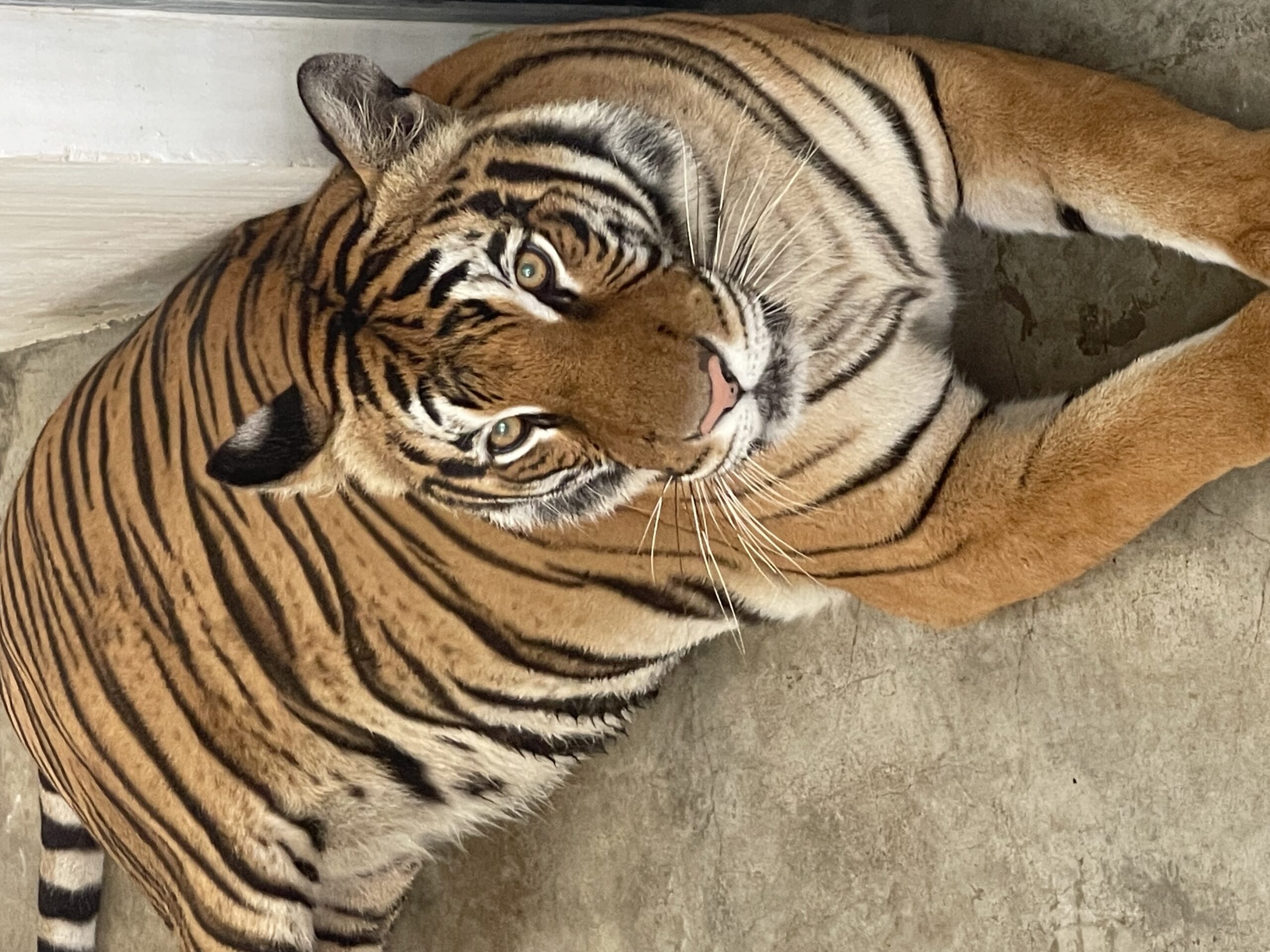 Beyond the Boycott: Inside the Struggle to Rewrite Malaysia’s Palm Oil Narrative