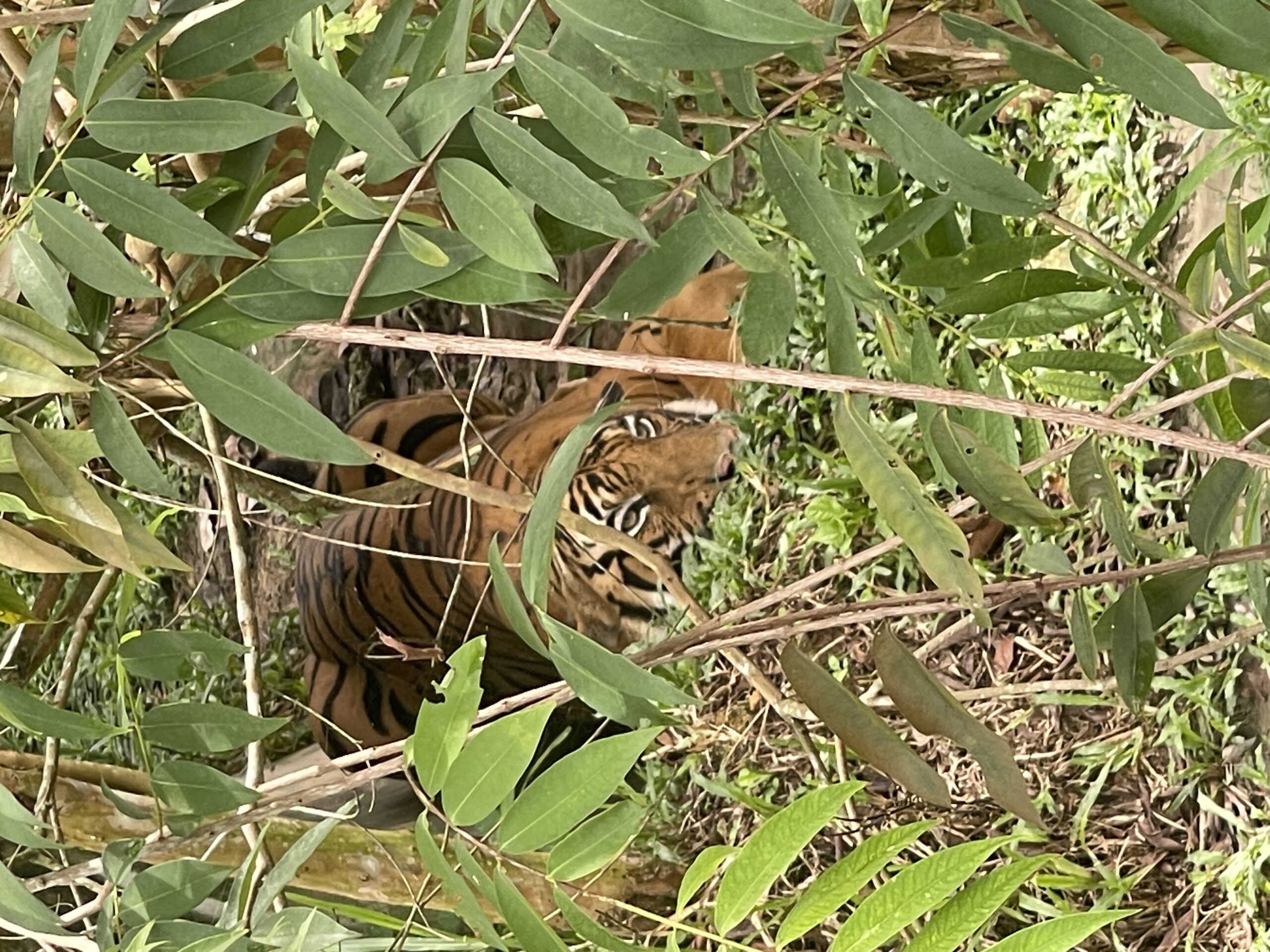Beyond the Boycott: Inside the Struggle to Rewrite Malaysia’s Palm Oil Narrative