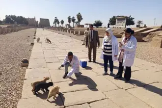 Egypt to establish stray dog shelters away from residential areas under new welfare strategy