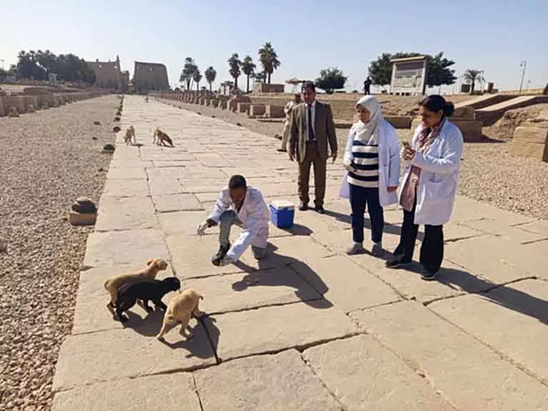 Egypt to establish stray dog shelters away from residential areas under new welfare strategy