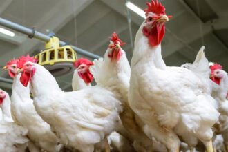 Egypt warns against poultry price-fixing ahead of seasonal demand surge