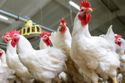 Egypt warns against poultry price-fixing ahead of seasonal demand surge