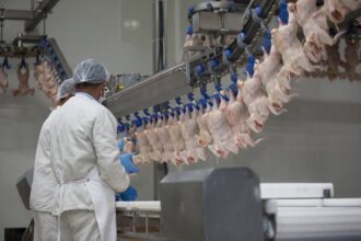 Egypt's Supply Ministry cuts frozen poultry prices ahead of Ramadan
