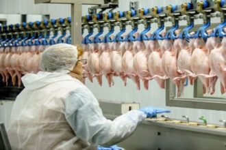 Egypt to import frozen poultry to boost supply ahead of Ramadan