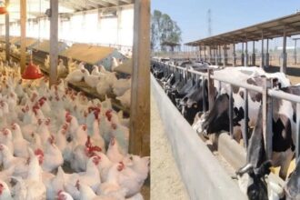 Agriculture Ministry licenses 916 livestock, poultry projects in February