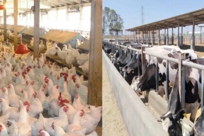 Agriculture Ministry licenses 916 livestock, poultry projects in February