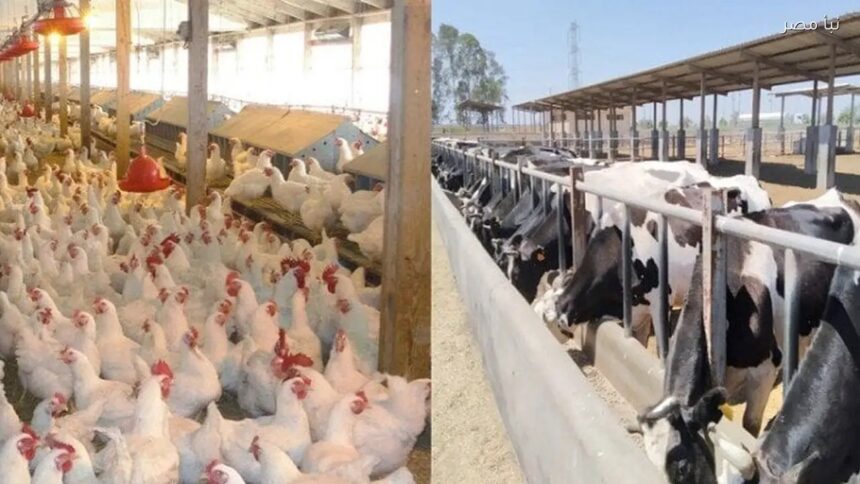 Agriculture Ministry licenses 916 livestock, poultry projects in February