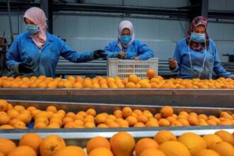 Egypt opens Panamanian market to citrus exports