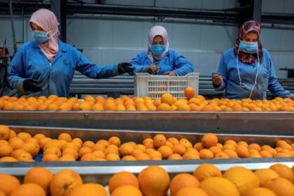 Egypt opens Panamanian market to citrus exports