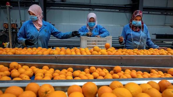 Egypt opens Panamanian market to citrus exports