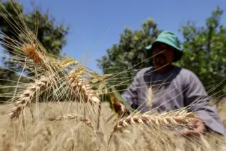 Egypt targets 5 million tonnes of local wheat as strategic reserves reach six-month level