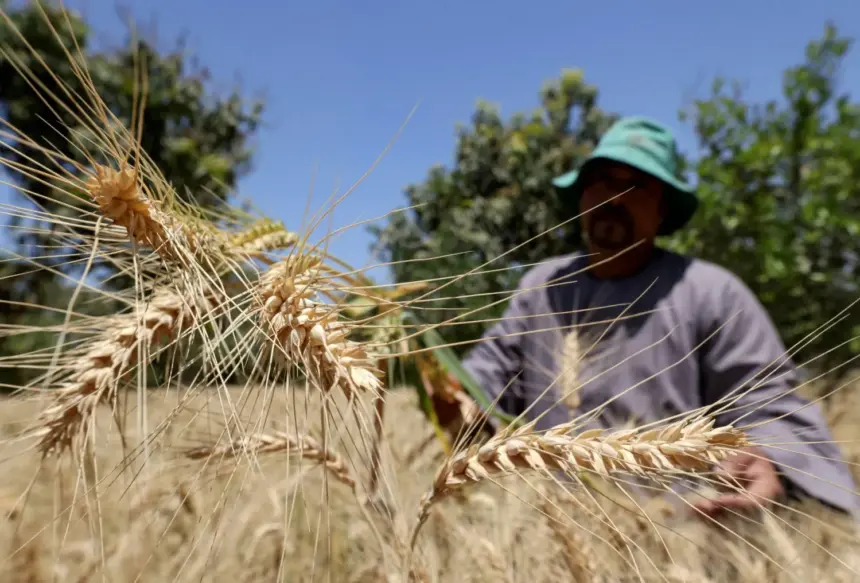 Egypt targets 5 million tonnes of local wheat as strategic reserves reach six-month level
