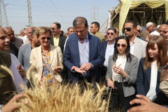 Egypt targets 70% wheat self-sufficiency by 2030 as EU-backed project aims to curb crop losses