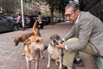 Egypt to launch national stray dog sterilisation campaign amid surge in public complaints