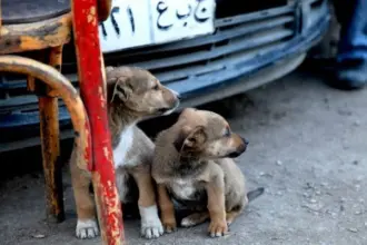 Egypt's Social Solidarity Ministry joins national street animal management plan