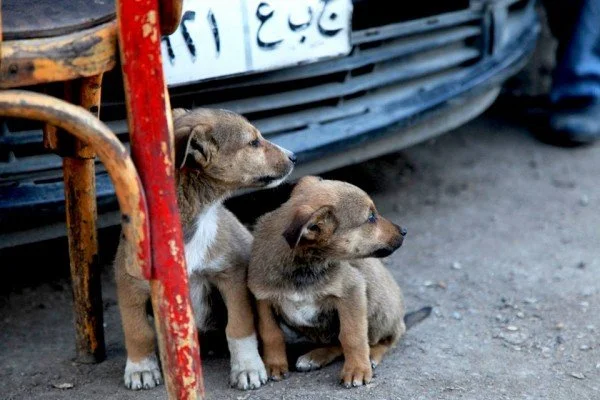 Egypt's Social Solidarity Ministry joins national street animal management plan