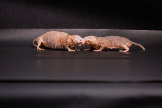 Queen's scent keeps naked mole-rat colonies peaceful, infertile, study finds