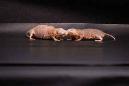 Queen's scent keeps naked mole-rat colonies peaceful, infertile, study finds