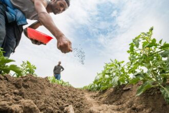 Egypt’s petroleum, agriculture ministries deny reports of subsidised fertiliser quota reduction, affirm 2.4m tonne allocation