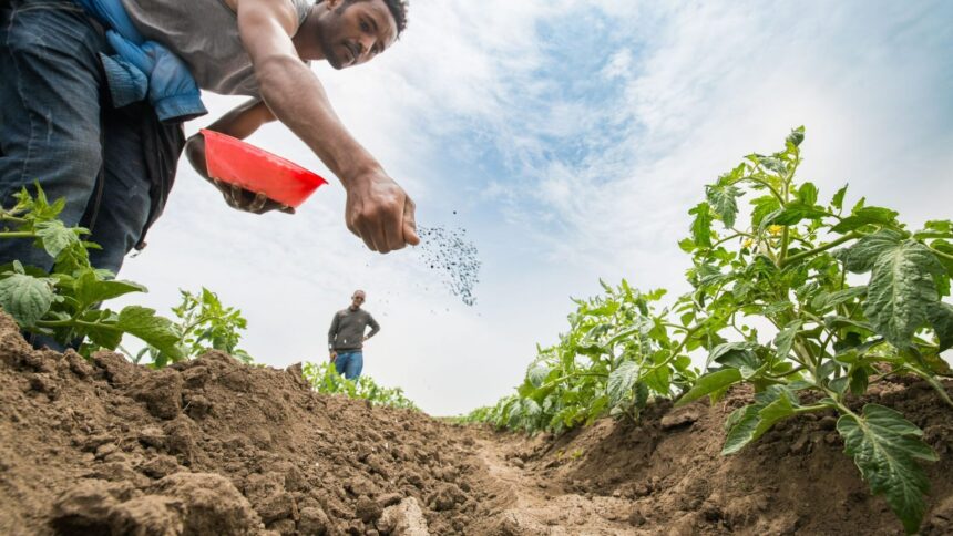 Egypt’s petroleum, agriculture ministries deny reports of subsidised fertiliser quota reduction, affirm 2.4m tonne allocation
